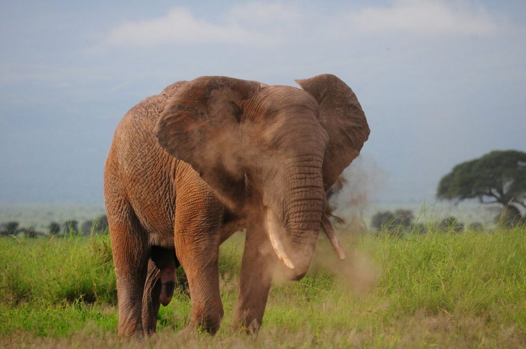 Elephant using mud as sunscreen 