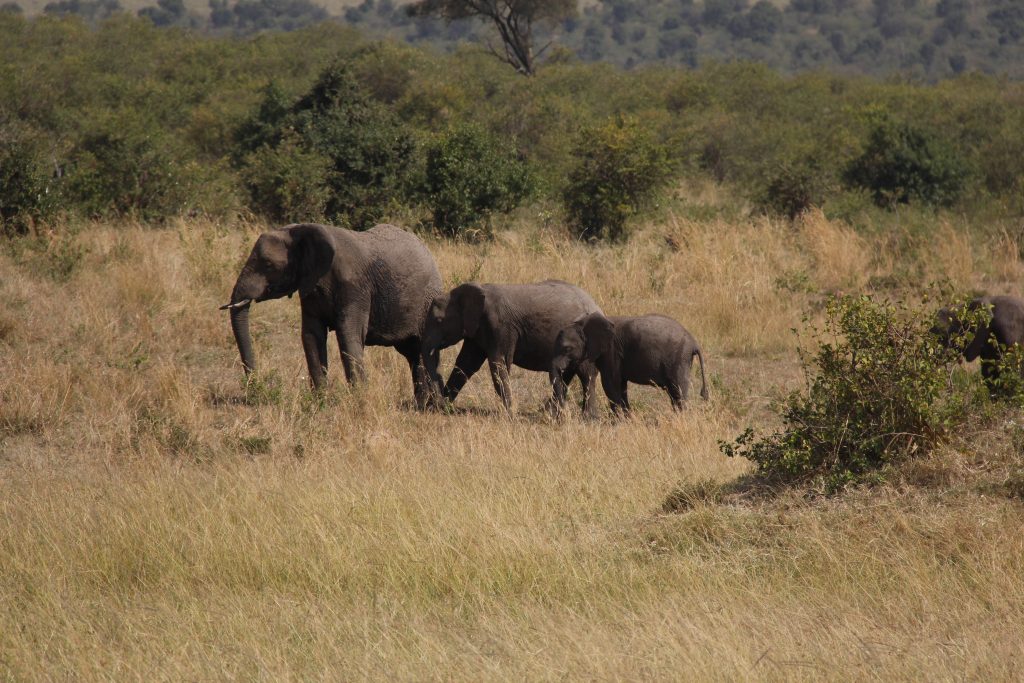 Elephants in the Masai Mara