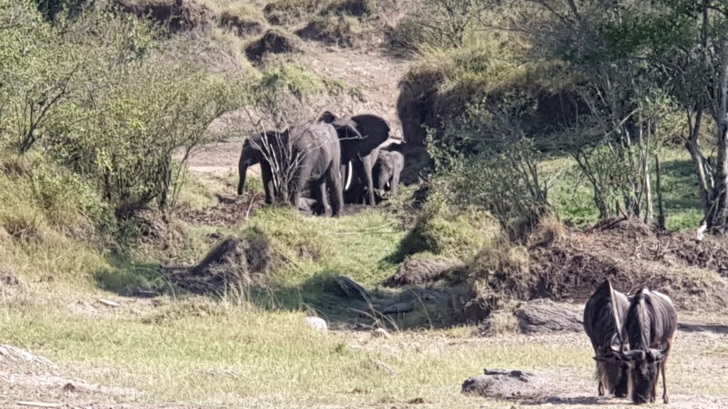 Elephants and wildebeest in Masai Mara, Kenya