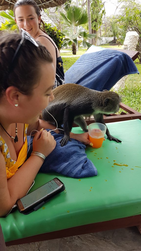 Cheeky monkey at Mombasa beach