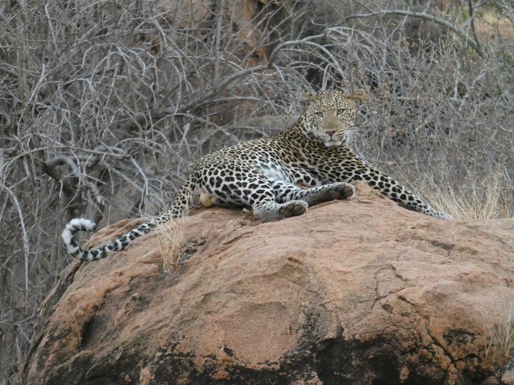 Leopard in Kenya