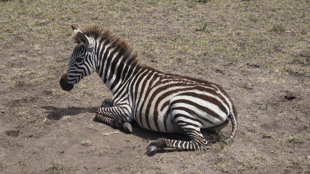 A zebra sitting down in the Masai Mara