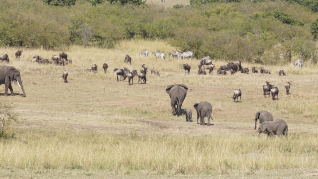 An assortment of animals in the savannah in Kenya