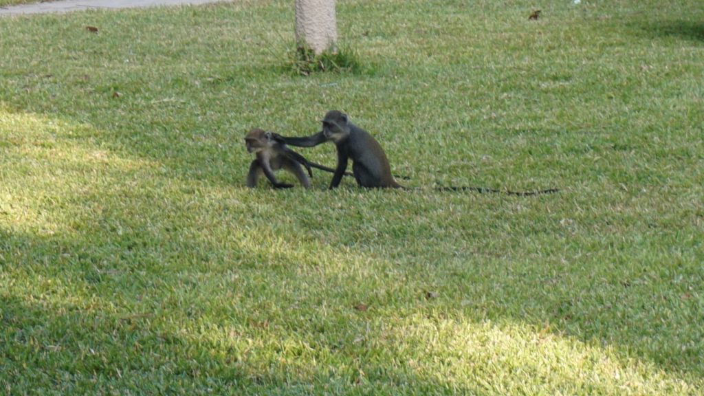 Playful monkeys in Mombasa 