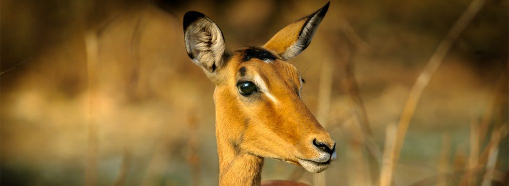 Beautiful impala