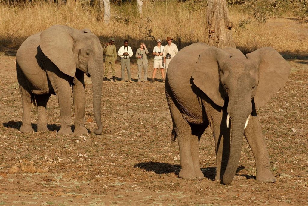 elephants on a walking safari 