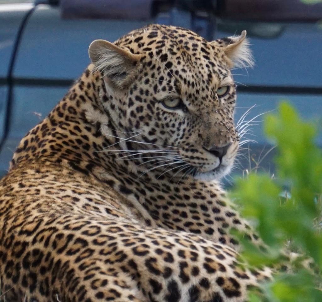 Beautiful Leopard