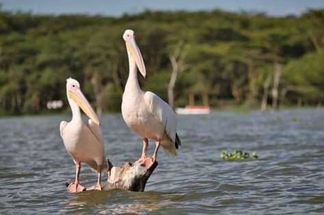 Two pellicans Up close with a Hippo!