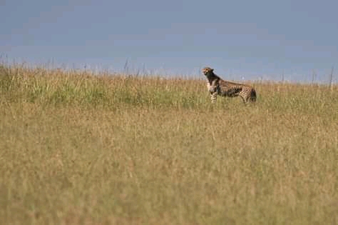 A Cheetah in the savannah