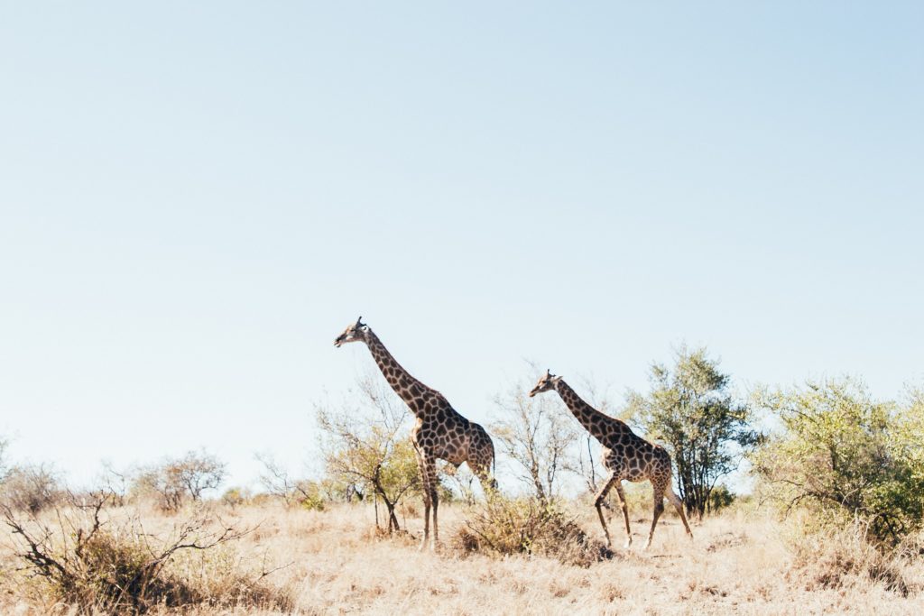 Two giraffes at Ngala Private Game Reserve