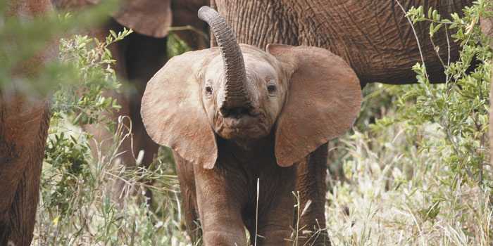 Baby elephant