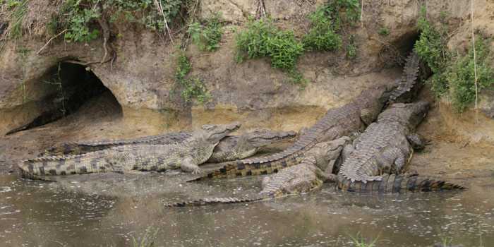 Crocodiles