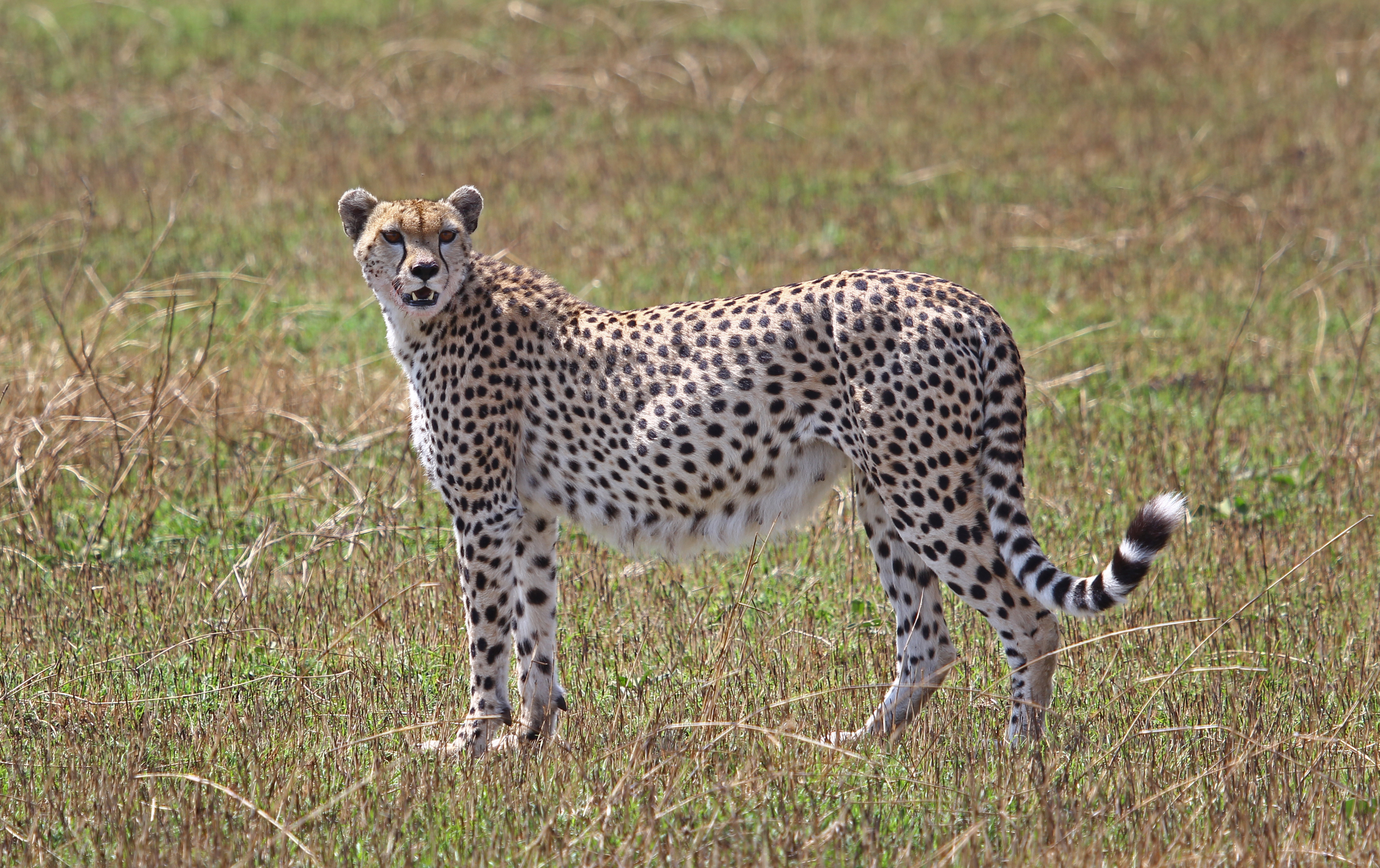 Cheetah