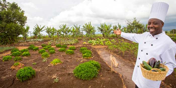 Organic garden