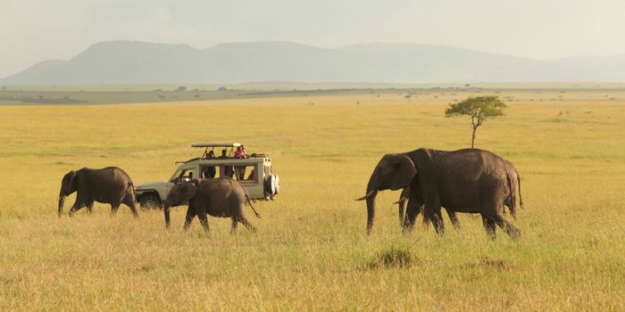 Sarova Mara Game Camp