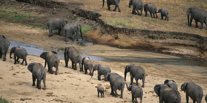 Tarangire elephants