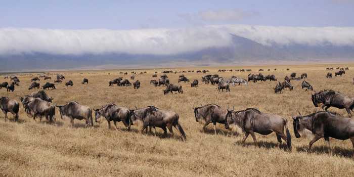 Ngorongoro Crater