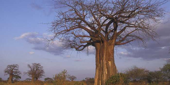 Baobab trees