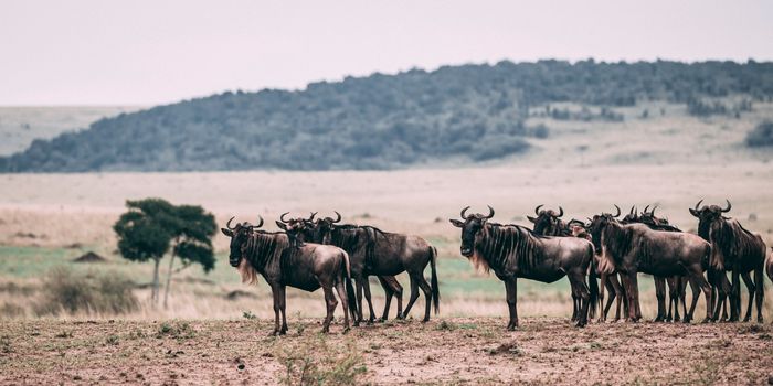 Wildebeest