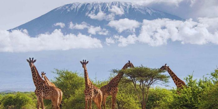 Amboseli giraffe