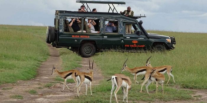 Fig Tree Camp - Masai Mara