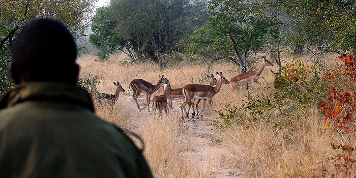 Sabi Sands