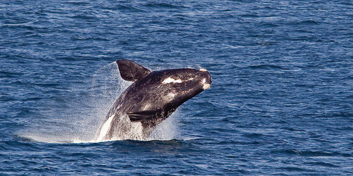 Hermanus