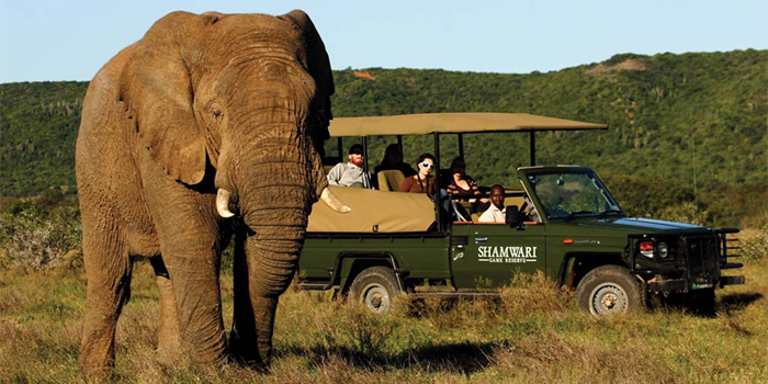 Shamwari game drive