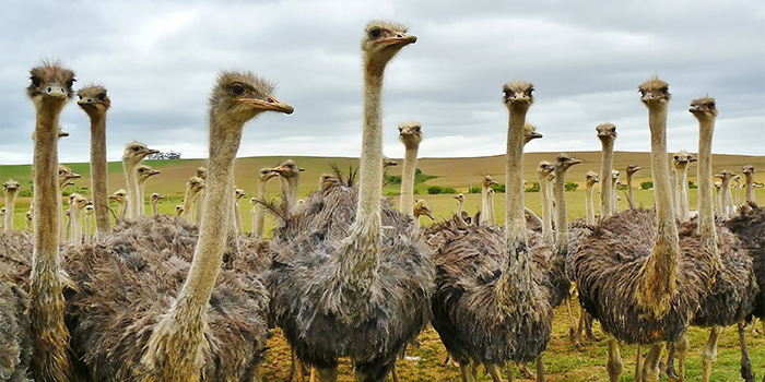 Ostrich Farm