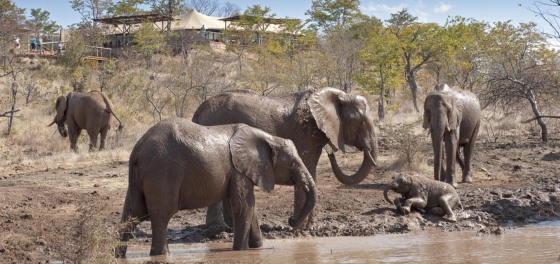 Elephants at the water hole