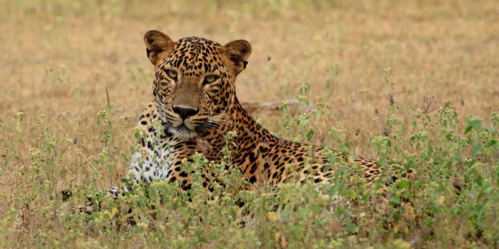 Yala National Park Game Viewing