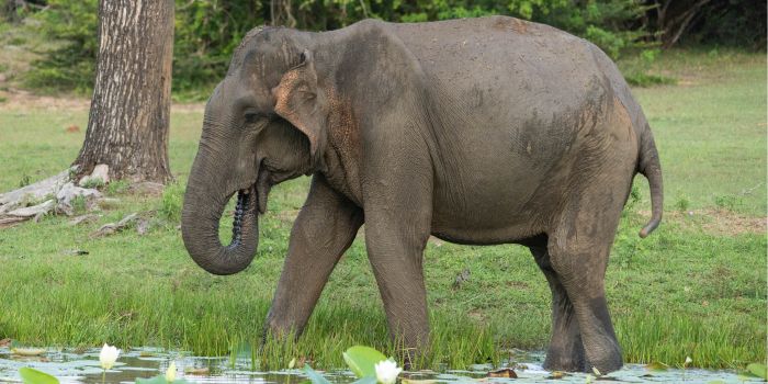 Yala National Park Game Viewing