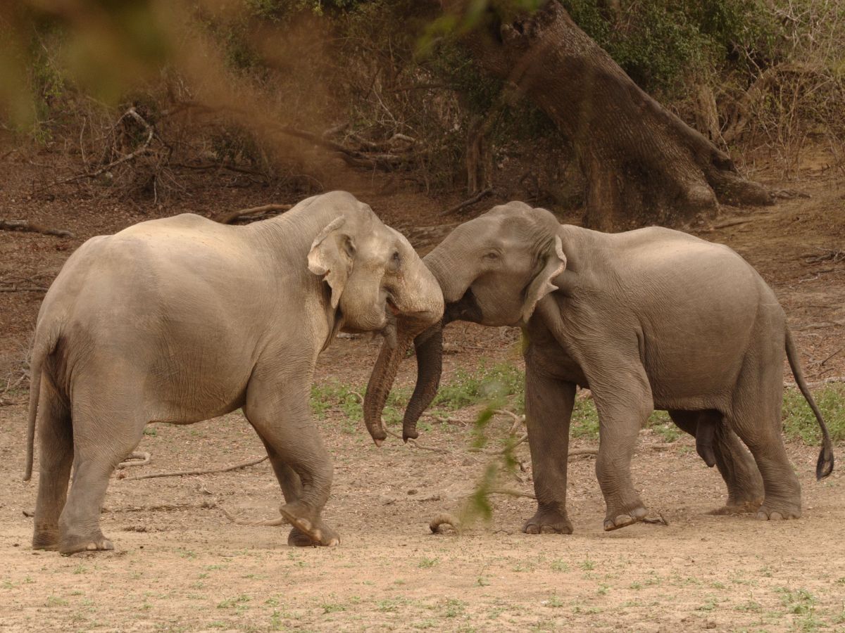 Bull elephants Yala National Park