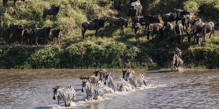 Wildlife River Crossing