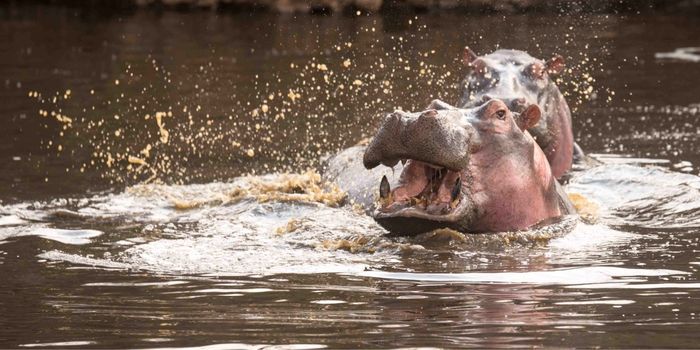 Hippo Pool