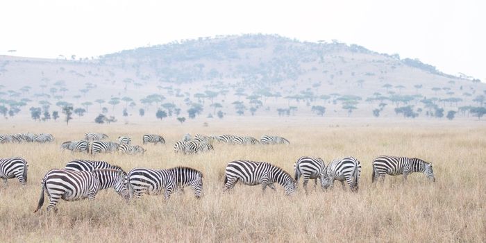 Zebras in Plains