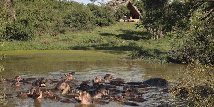 Hippo pool