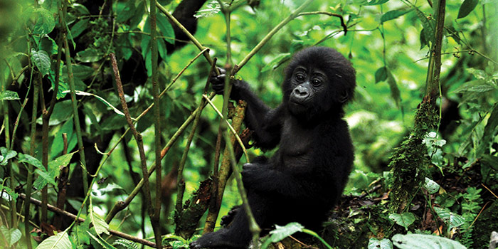 Gorilla in Uganda