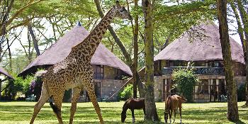 lake naivasha sopa resort image 1