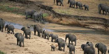 best-of-tanganyika-safari