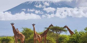 kili-safari-premium