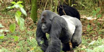 gorillas-in-the-wild