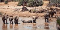 Elephants in Ewaso Nyiro River