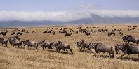 Ngorongoro Crater