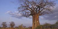 Baobab trees