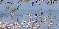 Lake Manyara