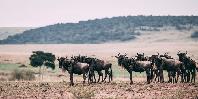 Wildebeest