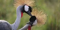 Crested cranes