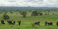 Elephant herd