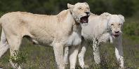 White lions